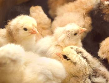 Diarrea en pollos y pollos: qué tratar