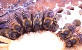 Qué son las abejas que se alimentan: apoyo, incentivo y otros.