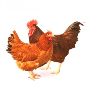Rodamientos de pollo: las mejores razas, contenidos, fotos y descripción en la edad en que comienzan a cargar los huevos que se pueden dar al pasto.