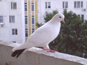 Kako se znebiti golobov na balkonu