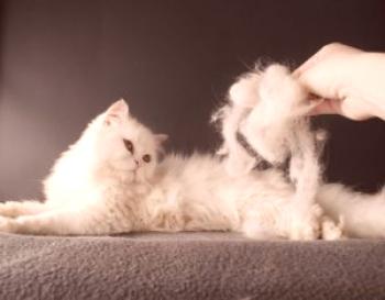 ¿Por qué un gato cae en la lana, atasca el chasquido temporalmente o durante todo el año, que la alimentación, para no obstruirlo?