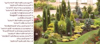 Видове и имена на иглолистни растения за градината, описание на храсти и снимки