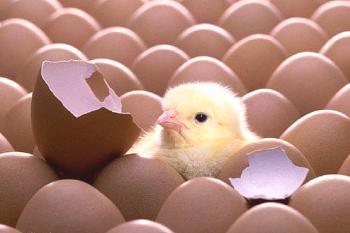 Temperatura en incubadora para huevos de gallina: conclusión competente.