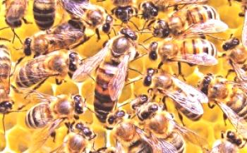 Razvoj čebelje družine spomladi: kako hitro rasti