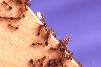 ¿Cómo lidiar efectivamente con las hormigas rojas en un apartamento?