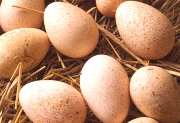 Koliko purana sedi na jajcih - nasvet rejcev perutnine