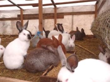 La cría de conejos en el hoyo en casa: videos y comentarios