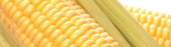 Cómo cocinar maíz en multivarts Redmond, Polaris, Philips, Panasonic y otros