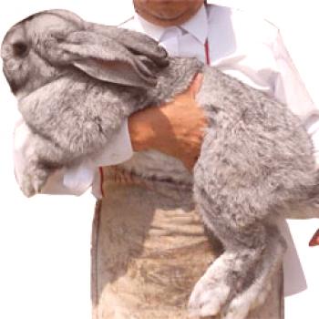 Rabbit Grey Giant: описание и съдържание на породата, снимка