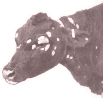 Кожни заболявания при крави: снимки и лечения