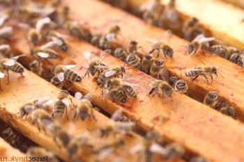 Kako ujeti roj čebel v panju: učinkovite metode
