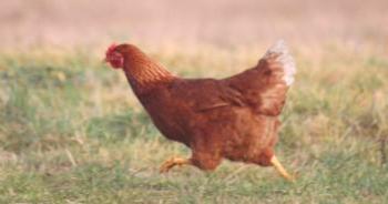 Порода пилета Lohman Brown: характеристика, съдържание