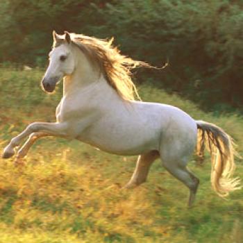 Andaluzijski konj - opis pasme, izvora