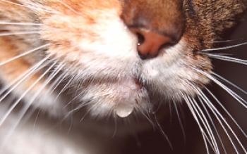 ¿Por qué el gato duerme boca abajo: causas y tratamiento?