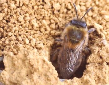 Земна пчела - снимка и описание