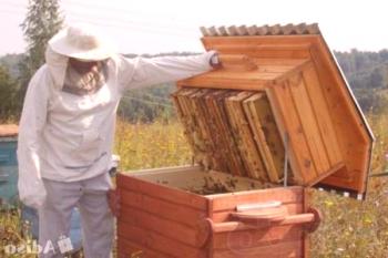 Nueva familia de abejas con caja de abejas