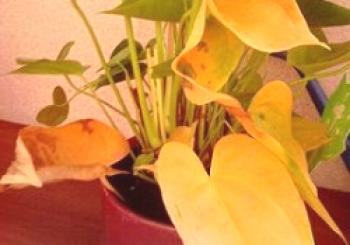 Anthurium, hojas amarillas hacen lo que.