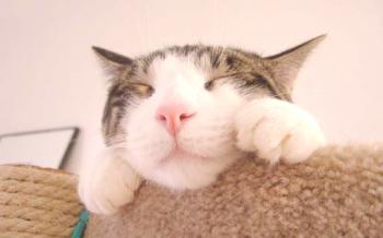 El llanto en los gatos: síntomas y tratamiento |Panleucopenia en gatos