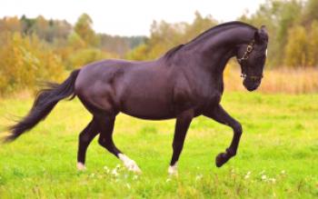 Ruska pasma konj: fotografija, zgodovina in opis