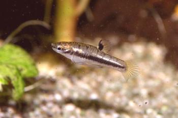 Формоза - най-малката жива аквариумна риба