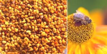 Lo que come las abejas