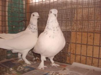 Madžarske pasme golobov: opis, fotografija in vsebina