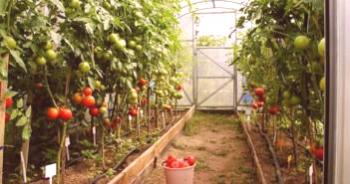 Cultivo de tomates en invernadero de policarbonato, liguero.