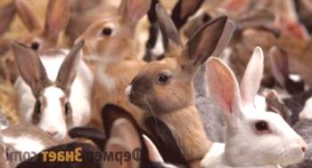 Especies y especies de conejos: vale la pena conocerlas.