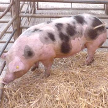 Petren (Pitren) cerdos: cría y mantenimiento