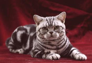 American Shorthaired Cat: Opis pasme, fotografije, videa, značaja