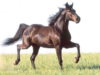 ¿Qué razas de caballos se reproducen en la región de Samara?