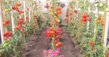 Tomates para invernaderos de policarbonato, semillas.