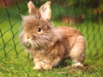 Как да се грижим за декоративни зайци: видео