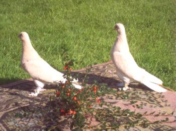 Pregled turških golobov Takla: video, posebnosti pasme in zanimive fotografije