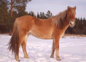 Baškirska pasma konj