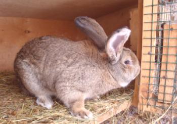 Conejos de raza gris gigante - cría y mantenimiento (foto)