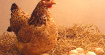 ¿Cuántos huevos tiene el pollo en el día, semana, mes, año?