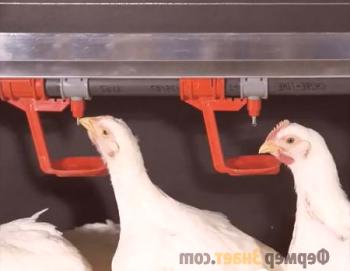 Bebederos para pollos: cómo hacer una bebida automática para pezón con tus propias manos