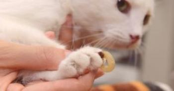 Ugotovili smo urejen žebelj v mački: kako pomagati vašemu ljubimcu puhasto?