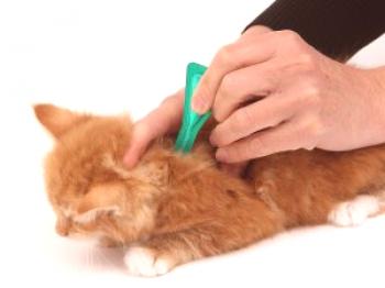 Кога да направите ваксинация за котенца?