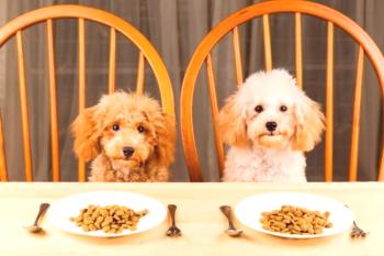 Ocena suhih krm za pse: izbira krme za velike in majhne pasme - Kot-Pes