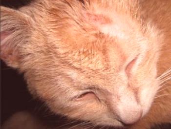 Какво да се третира лишей в котка, отколкото да се намаже и лечение на дома, можете да се отървете от смъдене лишава котка народни методи?