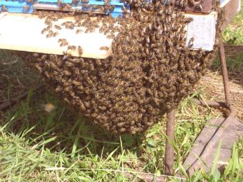 Abeja doble: mantener las abejas con dos úteros
