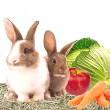 Qué alimentar a los conejos: tipos de alimento, estándares de nutrición.
