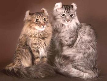 Curl Americano: fotos de gatos, precio, descripción de raza, personaje, video, viveros.