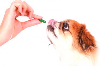 ¿Qué vitaminas son necesarias para los cachorros - avitaminosis perro