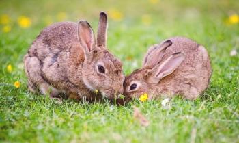 Cómo deshacerse de los conejos y mantenerlos lejos de su jardín