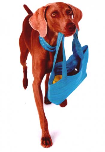 Pes nosi torbo