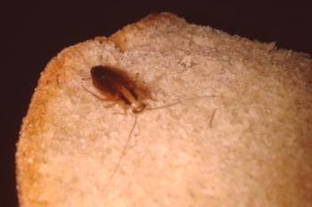 Как изглеждат хлебарки и къде да ги намерят в къщата (снимка)
