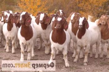 Boer Goats: Pomembni trenutki vsebine in vzreje